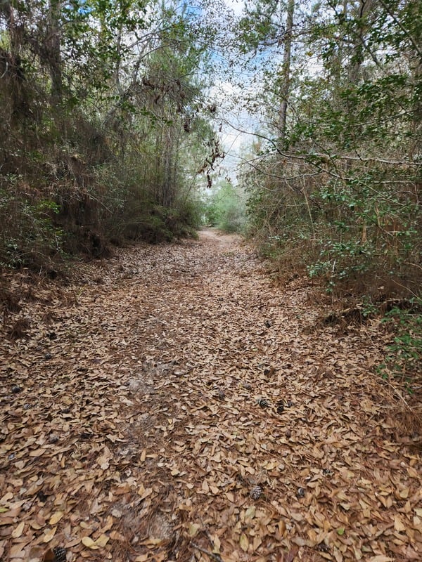 5D Ranch